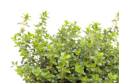 Thymus citriodorus namı diğer limon kekiği, beyaz arka planda izole edilmiş.