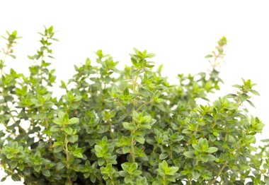 Thymus citriodorus namı diğer limon kekiği, beyaz arka planda izole edilmiş.