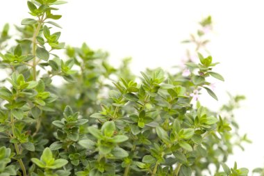 Thymus citriodorus namı diğer limon kekiği, beyaz arka planda izole edilmiş.