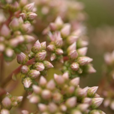 Gran Canaria 'dan Flora - Aeonium percarneum, adaya özgü sulu bitki, doğal makro çiçek arkaplanı