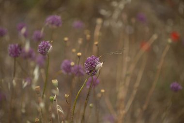 Gran Canaria 'dan Flora - Allium ampeloprasum, vahşi pırasa doğal makro çiçekli arka plan