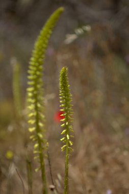 Gran Canaria 'dan Flora - çiçek açan Umbilicus heylandianus, dağ göbek otu, doğal makro çiçekli arka plan