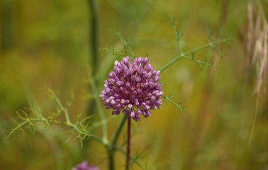 Gran Canaria 'dan Flora - Allium ampeloprasum, vahşi pırasa doğal makro çiçekli arka plan
