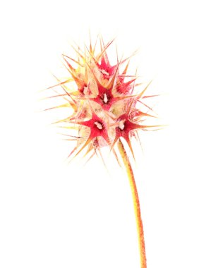 Gran Canaria 'dan Flora - Trifolium stellatum, yıldızlı yonca tohumu doğal makro çiçek arkaplanı