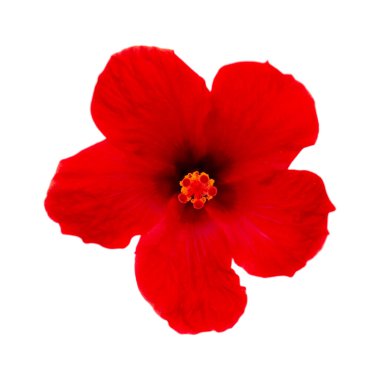 Güzel koyu kırmızı Hibiscus rosa-sinensis namı diğer Çin amfibisi beyaz arka planda izole edilmiş.