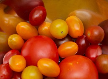 Metal bir kasede farklı renk ve boyutlarda domates.