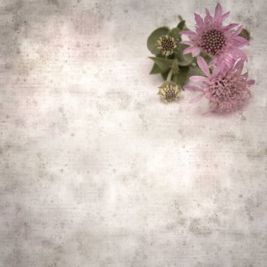 Stil desenli, eski kağıt kare arka plan. Dağda huysuz, Pterocephalus dumetorus.