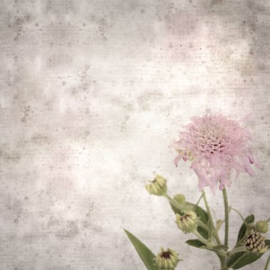 Stil desenli, eski kağıt kare arka plan. Dağda huysuz, Pterocephalus dumetorus.