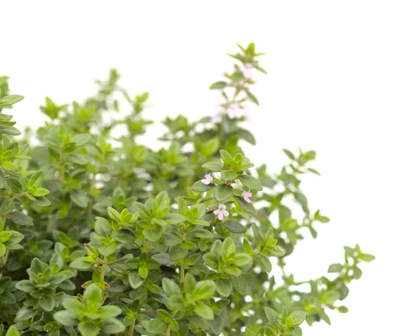 Thymus Citriodorus Aka Lemon Thyme Isolated White Background — Stock Photo, Image