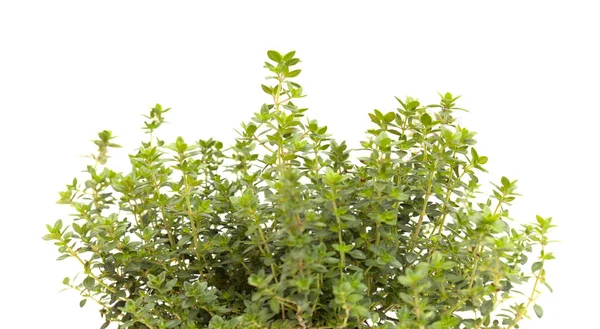 Thymus Citriodorus Más Néven Citrom Kakukkfű Fehér Alapon Izolálva — Stock Fotó