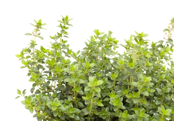 Thymus Citriodorus Aka Zitronenthymian Isoliert Auf Weißem Hintergrund — Stockfoto