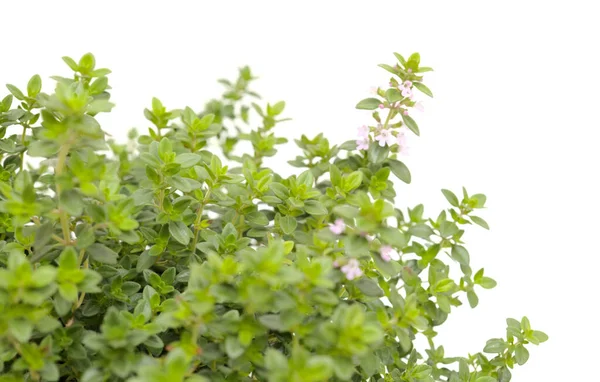 Thymus Citriodorus Namı Diğer Limon Kekiği Beyaz Arka Planda Izole — Stok fotoğraf