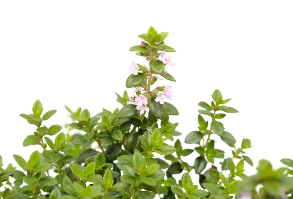 Thymus Citriodorus Aka Zitronenthymian Isoliert Auf Weißem Hintergrund — Stockfoto