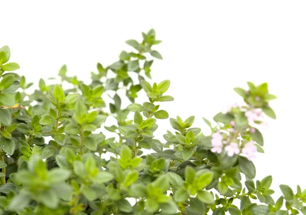 Thymus Citriodorus Aka Zitronenthymian Isoliert Auf Weißem Hintergrund — Stockfoto