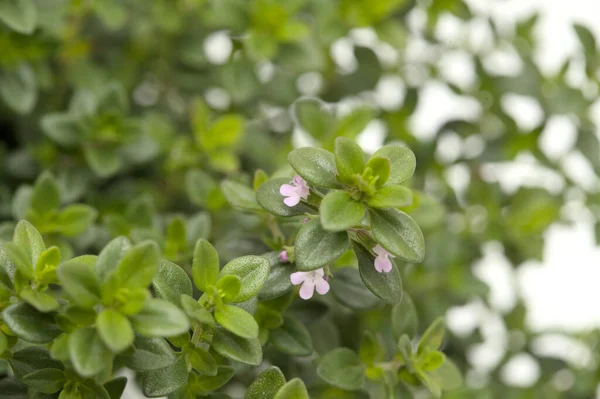 Tomilho Limão Thymus Citriodorus Aka Isolado Sobre Fundo Branco — Fotografia de Stock