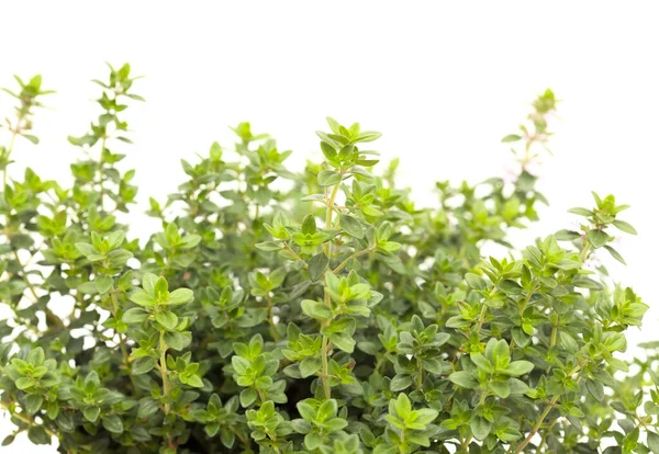 Thymus Citriodorus Más Néven Citrom Kakukkfű Fehér Alapon Izolálva — Stock Fotó