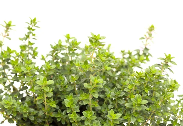 Tomilho Limão Thymus Citriodorus Aka Isolado Sobre Fundo Branco — Fotografia de Stock