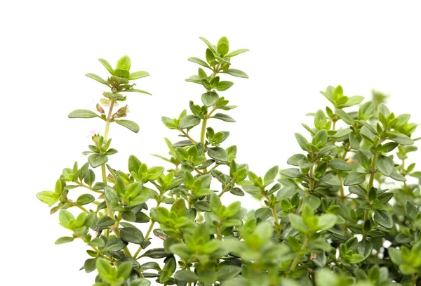 Thymus Citriodorus Más Néven Citrom Kakukkfű Fehér Alapon Izolálva — Stock Fotó