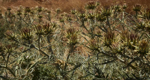 Flóra Gran Canaria Cynara Cardunculus Divoký Artyčok Přírodní Makrokvětinové Pozadí — Stock fotografie