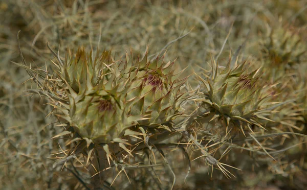 Flora Gran Canaria Cynara Cardunculus Vild Kronärtskocka Naturlig Makro Blommig — Stockfoto