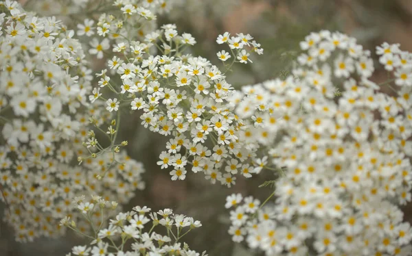 Flóra Gran Canaria Tanacetum Ptarmiciflorum Stříbrná Tansy Rostlina Endemické Ostrově — Stock fotografie