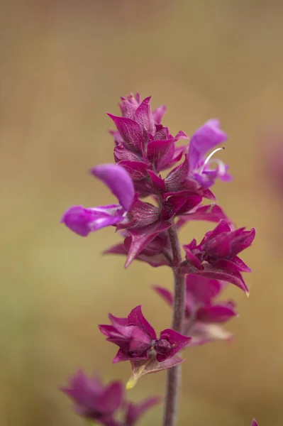 Flora Gran Canaria Flowering Salvia Canariensis Canary Island Sage Natural — Stock Photo, Image