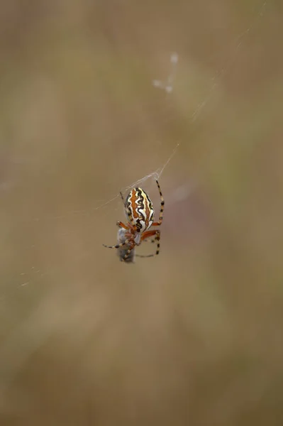 Fauna Gran Canarii Aculepeira Armida Naturalne Tło Makrokwiatowe — Zdjęcie stockowe