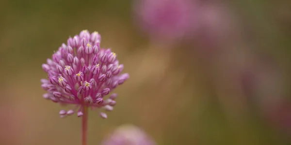 Flora Gran Canaria Allium Ampeloprasum Wild Leek Natural Macro Floral — стокове фото