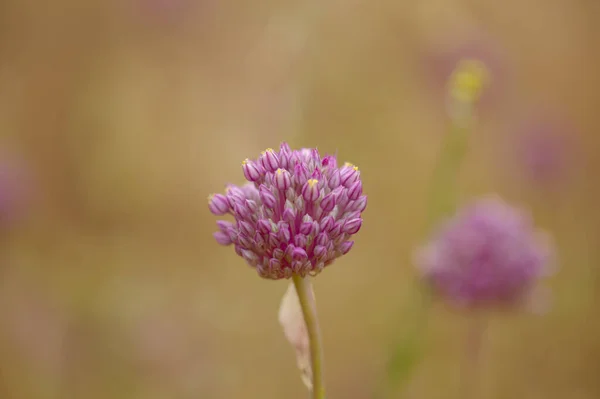 Flóra Gran Canaria Allium Ampeloprasum Divoký Pórek Přírodní Makrokvětinové Pozadí — Stock fotografie