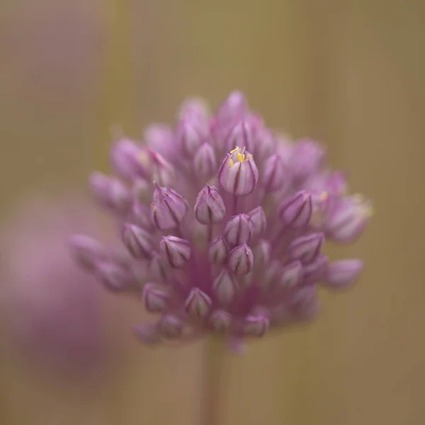 Flora Gran Canaria Allium Ampeloprasum Vilda Purjolök Naturliga Makro Blommig — Stockfoto