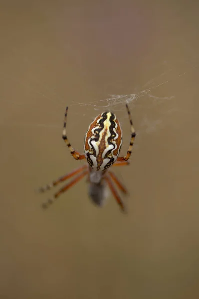 Fauna Gran Canaria Aculepeira Armida Fondo Macro Floral Natural — Foto de Stock