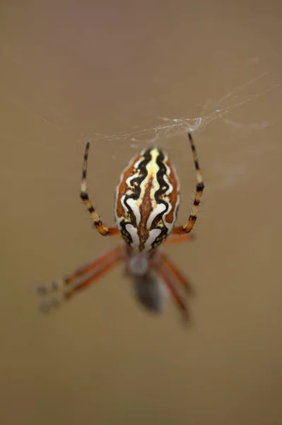 Fauna Von Gran Canaria Aculepeira Armida Natürlicher Makrofloraler Hintergrund — Stockfoto