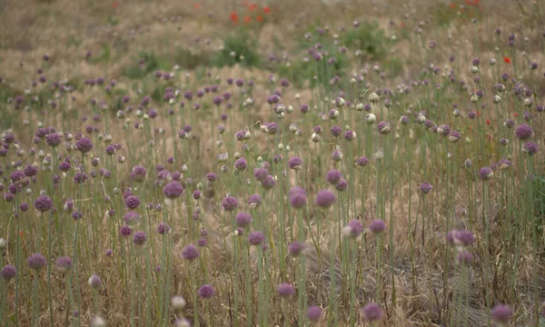 Flora Gran Canarii Allium Ampeloprasum Dziki Pory Naturalny Makro Kwiatowy — Zdjęcie stockowe