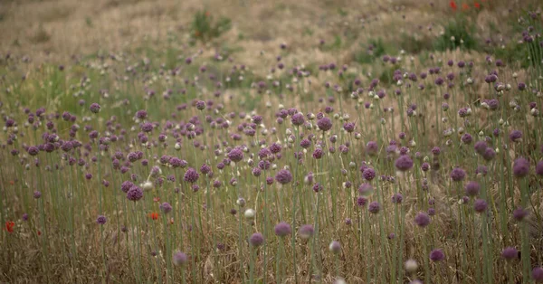 Flora Von Gran Canaria Allium Ampeloprasum Wilder Lauch Natürlicher Makrofloraler — Stockfoto