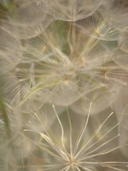 Flora Gran Canarii Tragopogon Porrifolius Roślina Ostryg Naturalne Makro Kwiatowe — Zdjęcie stockowe