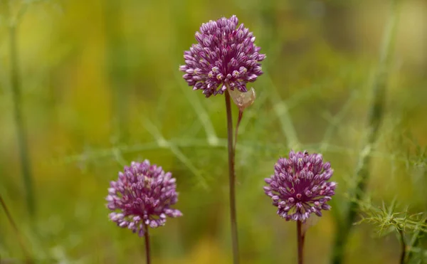 Flóra Gran Canaria Allium Ampeloprasum Divoký Pórek Přírodní Makrokvětinové Pozadí — Stock fotografie