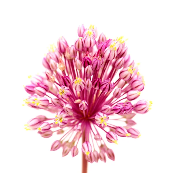 Flora Gran Canarii Allium Ampeloprasum Dziki Pory Naturalny Makro Kwiatowy — Zdjęcie stockowe