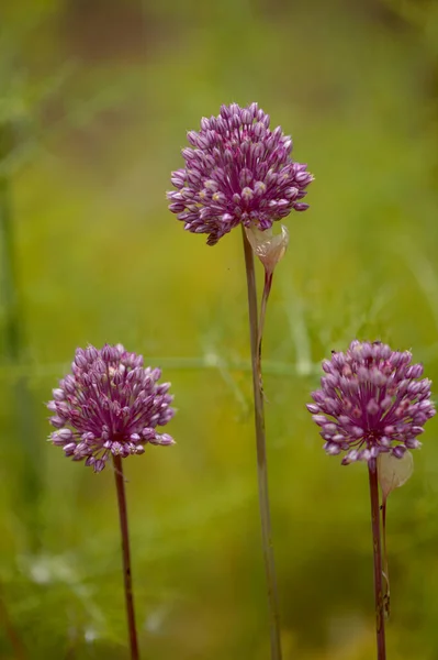 Gran Canaria Dan Flora Allium Ampeloprasum Vahşi Pırasa Doğal Makro — Stok fotoğraf