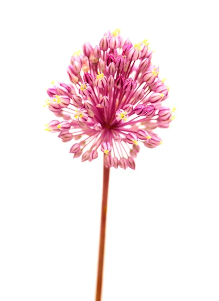 Flora Gran Canaria Allium Ampeloprasum Vilda Purjolök Naturliga Makro Blommig — Stockfoto