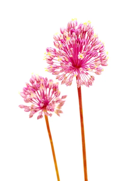 Flora Gran Canaria Allium Ampeloprasum Alho Porro Selvagem Fundo Macro — Fotografia de Stock