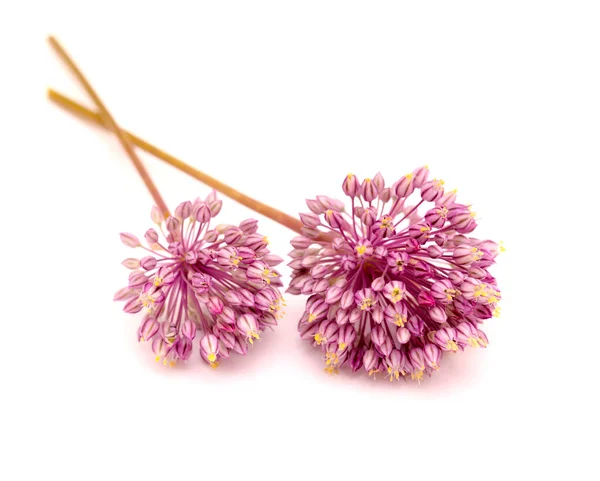 Флора Гран Канария Allium Ampeloprasum Природный Макроцветочный Фон Дикого Лука — стоковое фото