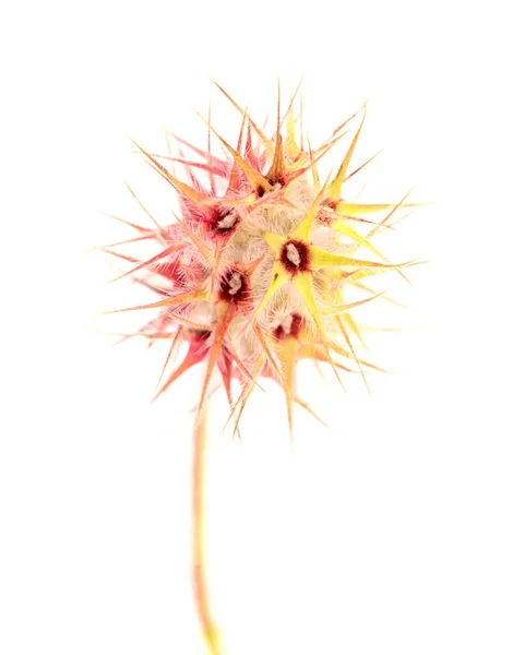 Флора Гран Канария Trifolium Flashatum Рассада Звездного Клевера Естественный Макроцветочный — стоковое фото