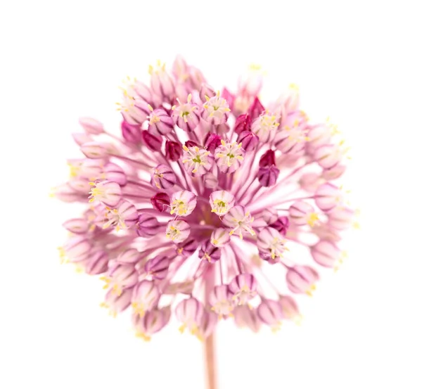 Flora Gran Canaria Allium Ampeloprasum Puerro Salvaje Fondo Macro Floral — Foto de Stock