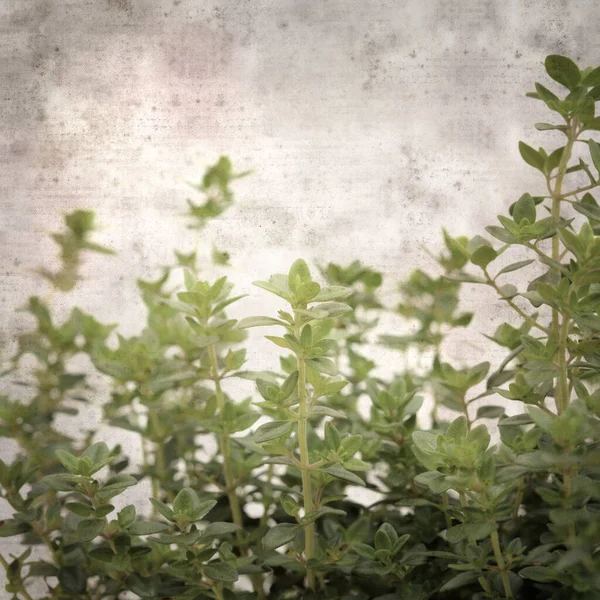 Square Stylish Old Textured Paper Background Lemon Thyme — Stock Photo, Image