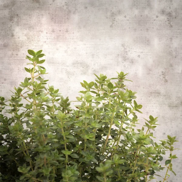 Square Stylish Old Textured Paper Background Lemon Thyme — Stock Photo, Image