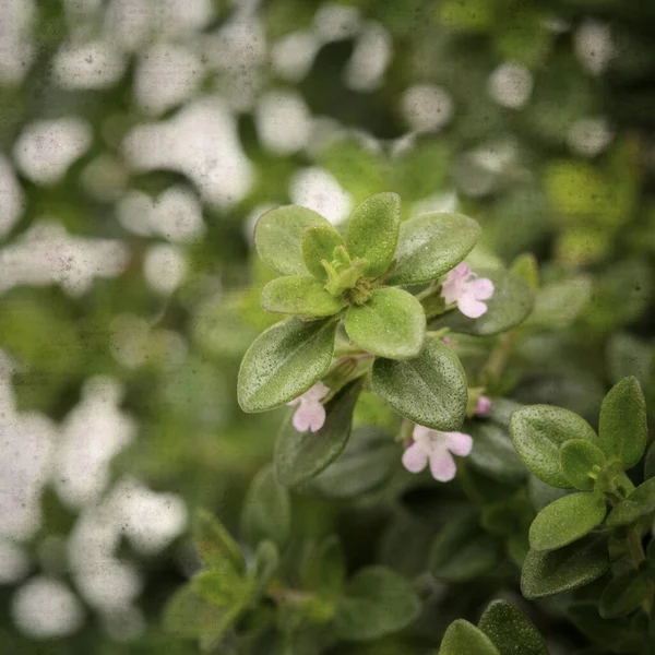 Square Stylish Old Textured Paper Background Lemon Thyme — Stock Photo, Image