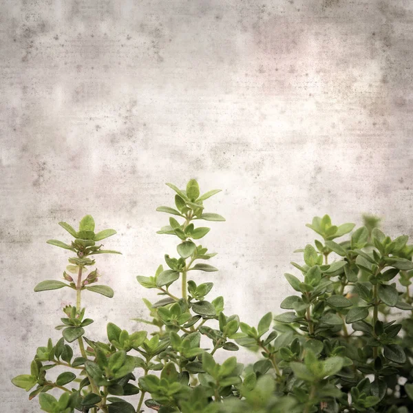 Square Stylish Old Textured Paper Background Lemon Thyme — Stock Photo, Image