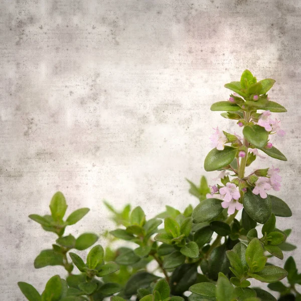 Square Stylish Old Textured Paper Background Lemon Thyme — Stock Photo, Image