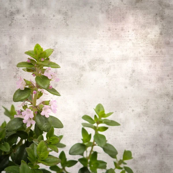 Square Stylish Old Textured Paper Background Lemon Thyme — Stock Photo, Image