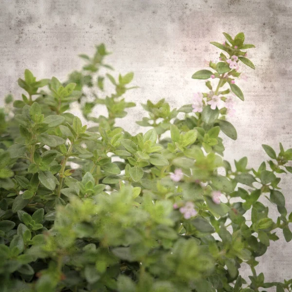 Square Stylish Old Textured Paper Background Lemon Thyme — Stock Photo, Image